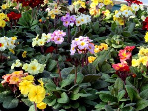 Pierwiosnek lekarski (Primula Veris) Goldnugget zdjęcie 4