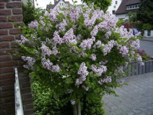 Bez -  lilak (Syringa) Palibin pachnący zdjęcie 6