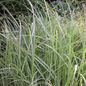 Miskant chiński (Miscanthus chinensis) Krater zdjęcie 6
