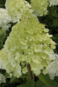 Hortensja bukietowa (Hydrangea) Moonlight na pniu c3 zdjęcie 7