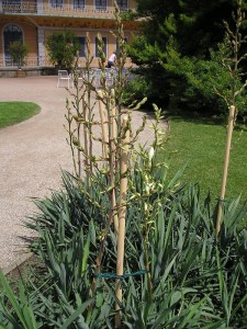 Jukka karolińska (Yucca filamentosa) Bright Edge zdjęcie 1