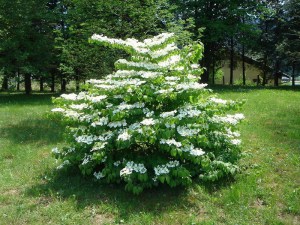 Kalina japońska (Viburnum plicatum) Mariesii c2 zdjęcie 6