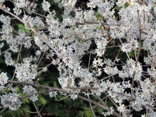 Abeliofylum koreańskie (Abeliophyllum distichum) zdjęcie 5