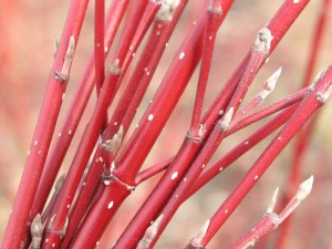 Dereń biały (Cornus alba) Argenteomarginata c2 zdjęcie 6