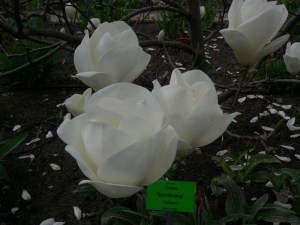 Magnolia pośrednia (Magnolia soulangeana) Lennei Alba zdjęcie 5