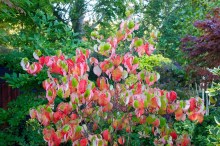 Dereń kwiecisty (Cornus florida) forma czerwona c5 zdjęcie 6