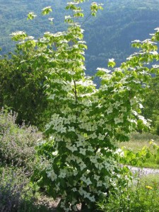Dereń kousa (Cornus kousa) c3 zdjęcie 5