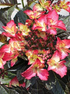 Hortensja ogrodowa (Hydrangea) Dark Angel zdjęcie 5