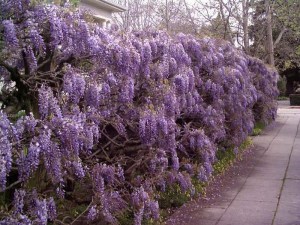 Glicynia chińska (Wisteria chinensis) Prolific zdjęcie 4