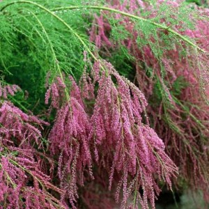 Tamaryszek rozgałęziony (Tamarix ramosissima) Rubra c2 zdjęcie 5