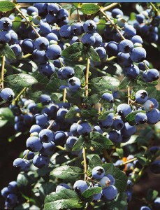 Borówka amerykańska Sierra c2 zdjęcie 5