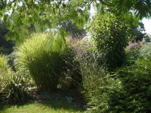 Miskant chiński (Miscanthus sinensis) Zebrinus zdjęcie 6