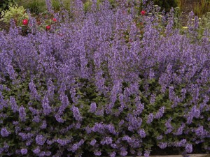 Kocimiętka (Nepeta racemosa) Walker's Low 7
