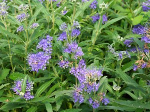 Barbula (Caryopteris) Heavenly Blue 5