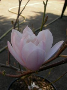 Magnolia gwiaździsta (Magnolia stellata) Rosea c5 zdjęcie 5