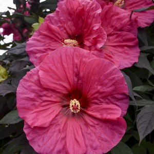Hibiskus bylinowy (Hibiscus moscheutos) Evening Rose zdjęcie 1