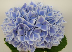 Hortensja ogrodowa (Hydrangea) Peppermint c3 zdjęcie 6