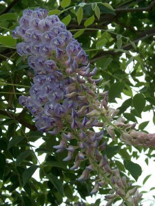 Wisteria kentucka (Wisteria macrostachia) Blue Moon c2 zdjęcie 6