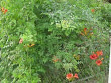Milin amerykański (Campsis) Flamenco - roślina pnąca zdjęcie 5