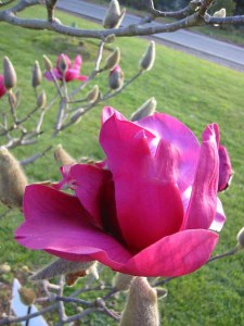 Magnolia Vulcan szczepiona c5 zdjęcie 5
