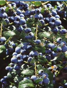 Borówka amerykańska Earliblue c2 zdjęcie 5