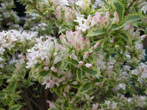 Krzewuszka (Weigela) Variegata c3 zdjęcie 5
