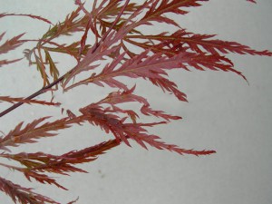 Klon palmowy szczepiony (Acer) Disectum Garnet c4 zdjęcie 6