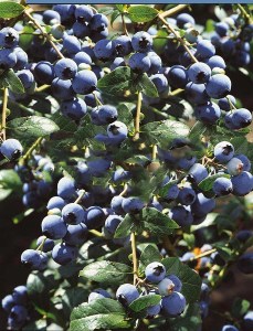 Borówka amerykańska Bluejay zdjęcie 5