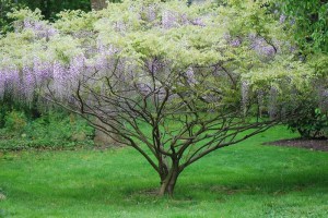 Glicynia kwiecista (Wisteria floribunda) Ludwik Lawin zdjęcie 5