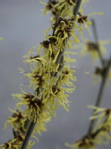 Oczar pośredni (Hamamelis intermedia) Arnold Promise c4 zdjęcie 6