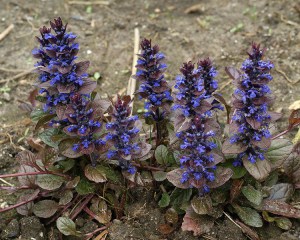 Dąbrówka rozłogowa (Ajuga reptans) zdjęcie 5