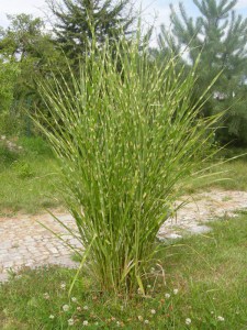 Miskant chiński (Miscanthus sinensis) Giraffe zdjęcie 5