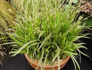 Trawa turzyca Morrowa (Carex morrowii) Ice Dance zdjęcie 4