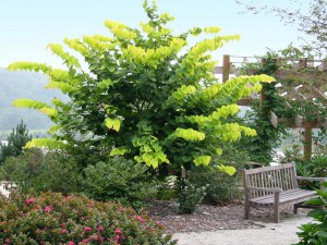 Judaszowiec kanadyjski (Cercis canadensis) Hearts of Gold c3 zdjęcie 6