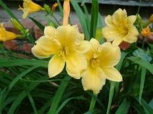 Liliowiec (Hemerocallis) Stella D'oro c3 zdjęcie 6
