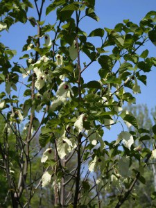 Dawidia chińska Dawidia chińska - Davidia involucrata var. Vilmorina 5