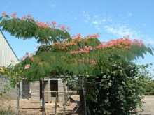 Albicja (Albizia julibrissin) jedwabne drzewo zdjęcie 6