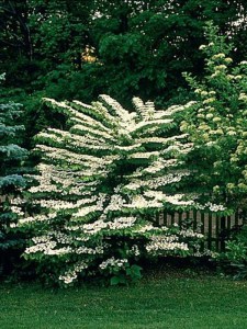 Kalina japońska (Viburnum plicatum) Watanabe c3 zdjęcie 5