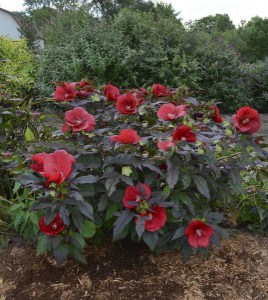 Hibiskus bylinowy (Hibiscus moscheutos) Carousel Giant Red zdjęcie 5