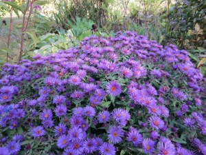 Aster krzaczasty (Aster dumosus) Purple Dome zdjęcie 6
