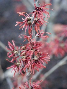Oczar czerwony (Hamamelis intermedia) Diane c2 zdjęcie 5