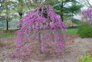 Judaszowiec kanadyjski (Cercis canadensis) Traveller c4 zdjęcie 6