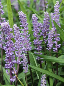Liriope szafirkowe (Liriope muskari) Ingversen 4