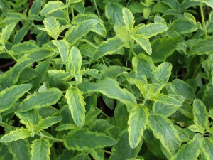 Barbula (Caryopteris) Summer Sorbet 5