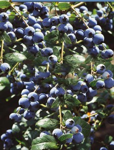 Borówka amerykańska Bluecrop zdjęcie 5