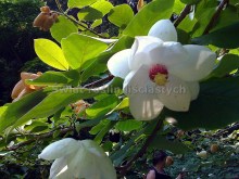 Magnolia Siebolda (Magnolia sieboldii) c5 zdjęcie 5