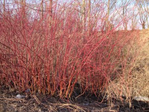Dereń biały (Cornus alba) Gouchaultii zdjęcie 7