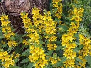 Tojeść kropkowana (Lysimachia punctata) zdjęcie 5