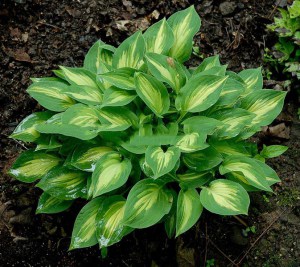 Funkia (Hosta) Fantasy Island sadzonka zdjęcie 4