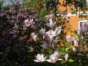 Magnolia Fragrant Cloud c3 zdjęcie 6